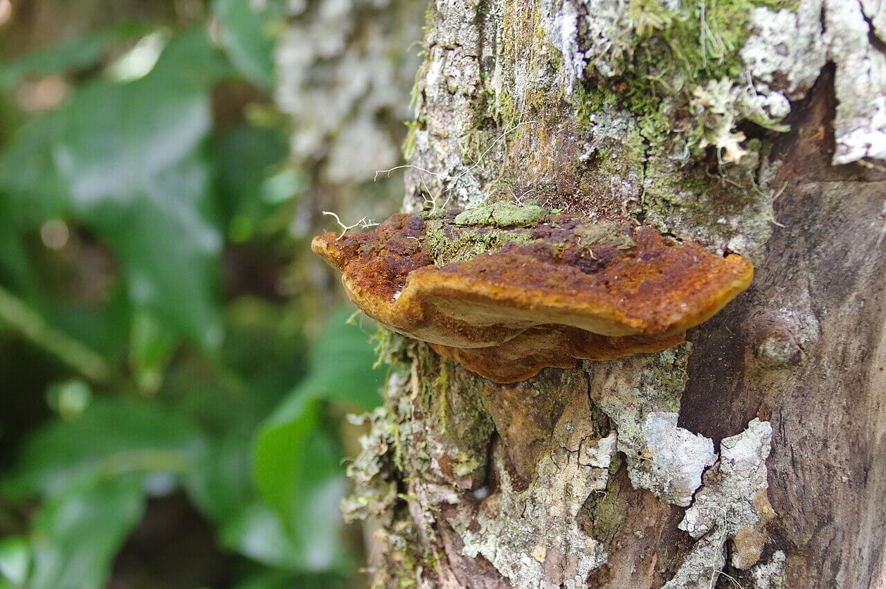 Montanhas e vegetação do Cirque de Cilaos, na ilha da Reunião
